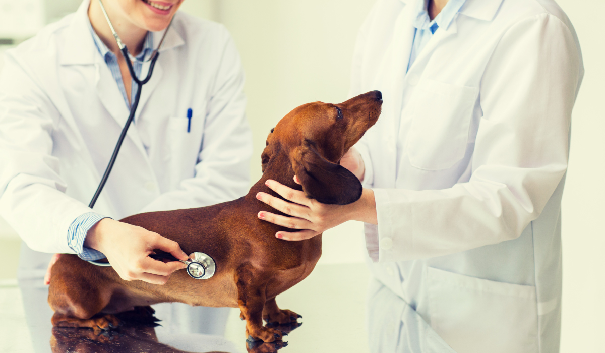 Auxiliar clínica veterinaria